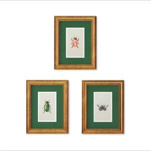 11"x14" Gold Foil Insect Poster Framed Wall Art Prints Set of 3 - Rifle Paper Co